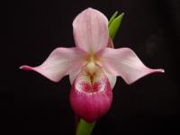 Phrag. cardinale orchid
