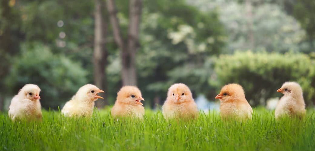 chicks