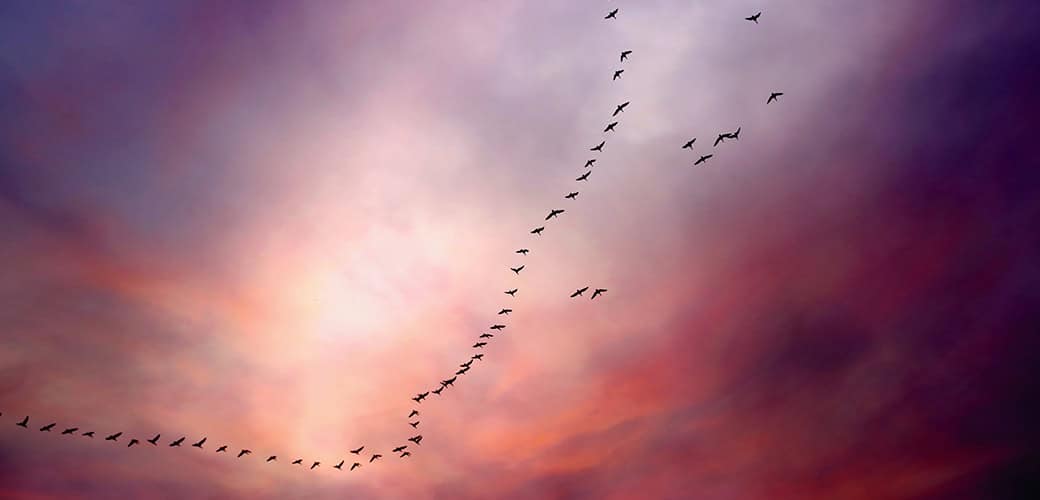 birds-v