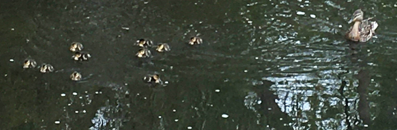 2020-05-20-ducklings