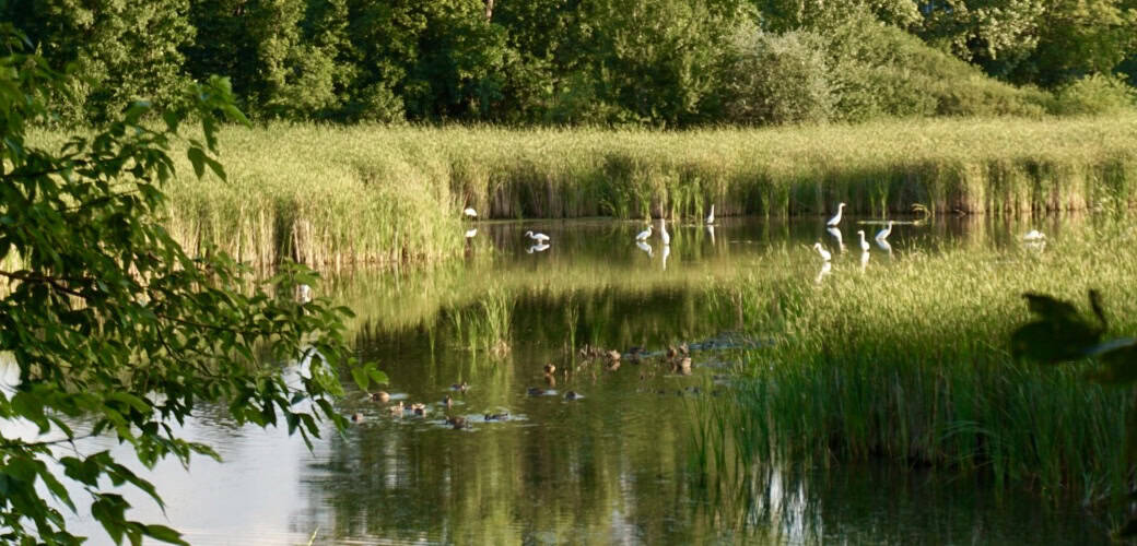 GM nature preserve – herons, ducks