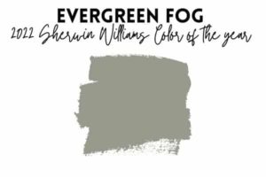 Evergreen-fog