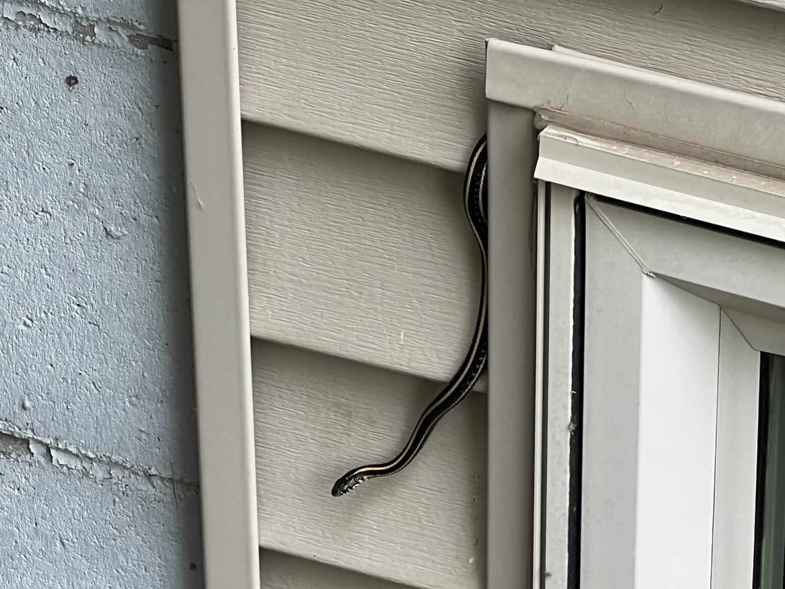 Snake flashing 2