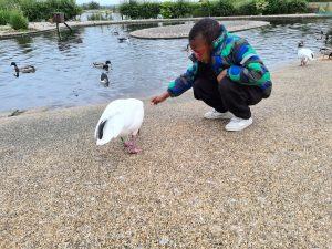 Child feeding a swan at Inchmarlo park pond, outdoor nature scene.