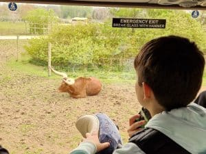 Young boy watching a pig at Inchmarlo Farm, Scotland, outdoor petting zoo.