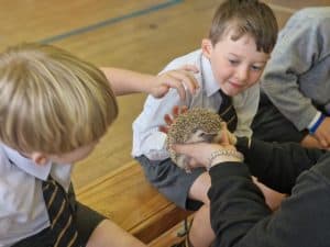 Children engaging with a hedgehog at Inchmarlo Nursery School.
