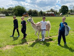 Children walking with a llama at Inchmarlo outdoor activity center.