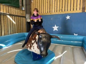 Child riding mechanical bull at Inchmarlo outdoor activity center.