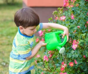 Child watering pink flowers in a garden with a green watering can.