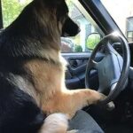 Dog sitting in the driver's seat of a car, ready for a drive.
