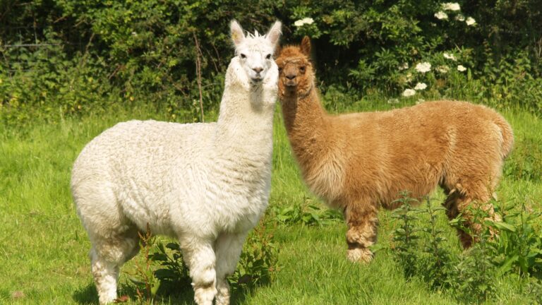 An image that shows Alpacas