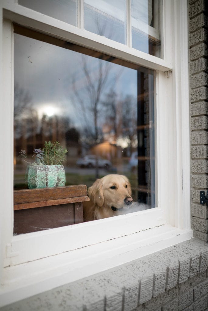 dog-security-3 Fort Worth Home Security