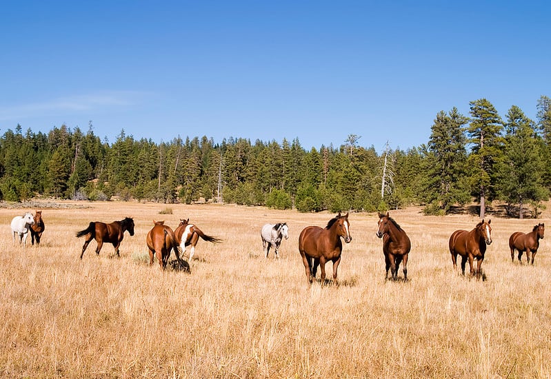 black butte