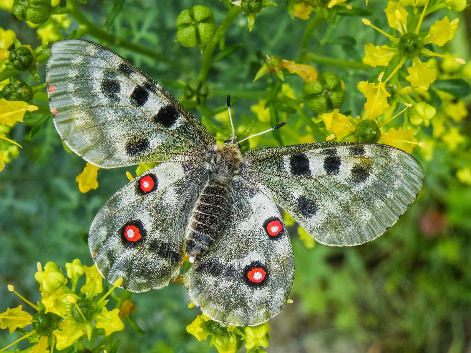 Parnassius apollo L. bartholomaeus, fe, Diesbach-33338.JPG