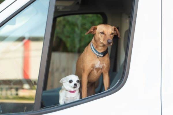 DogsVan