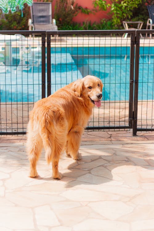 Dog Near a Fence