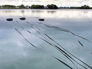 Installation of three pond mat heat collectors into a lake