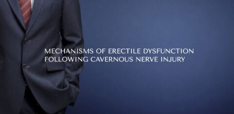 Mechanisms of Erectile Dysfunction Following Cavernous Nerve Injury