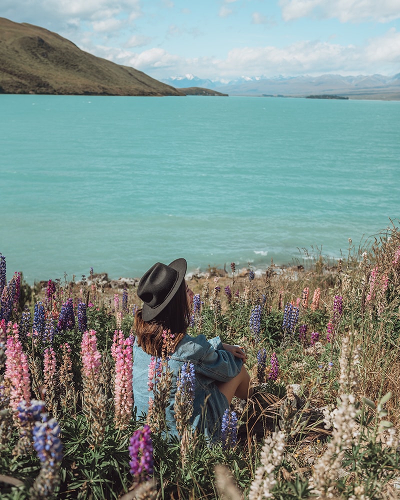 A girl sitting between pink and purple lupin flowers. In front of her is a turquoise lake with snowy mountains on the other side. Lake Tekapo, NZ South Island