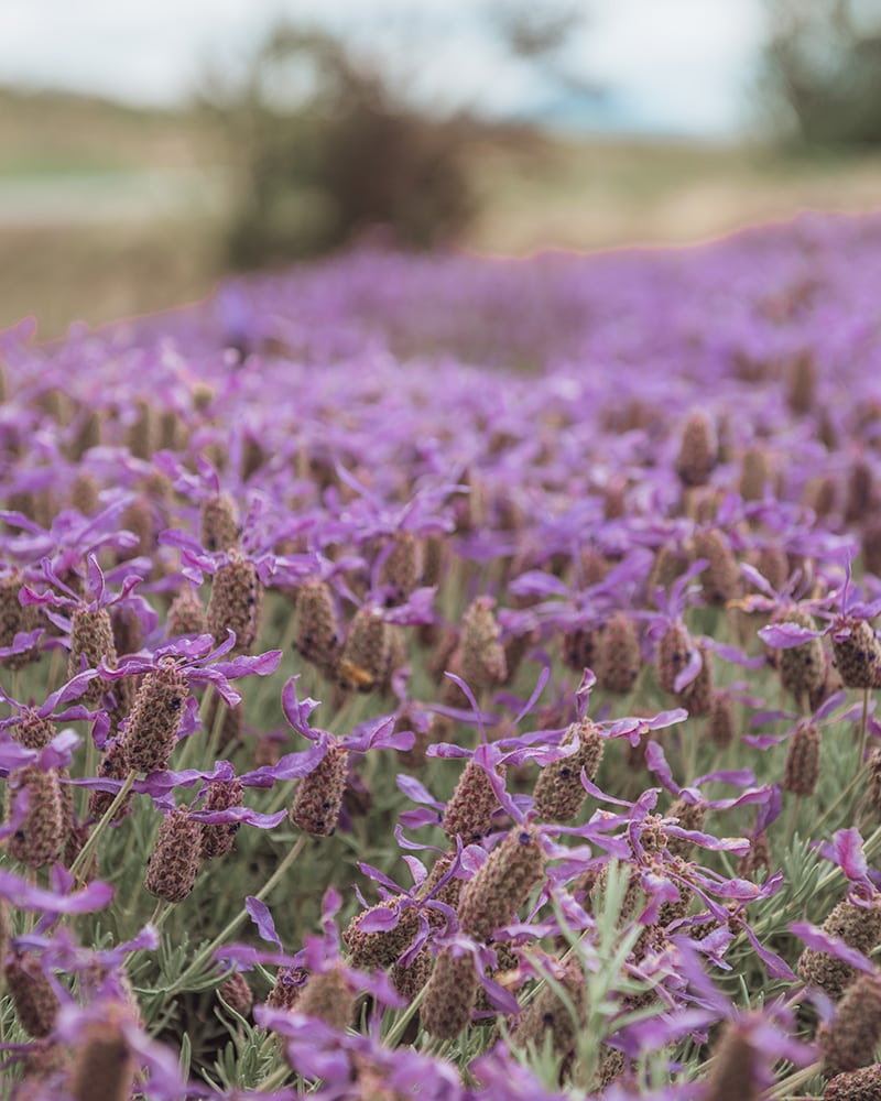 A close up of a pink flowering lavender plant. 