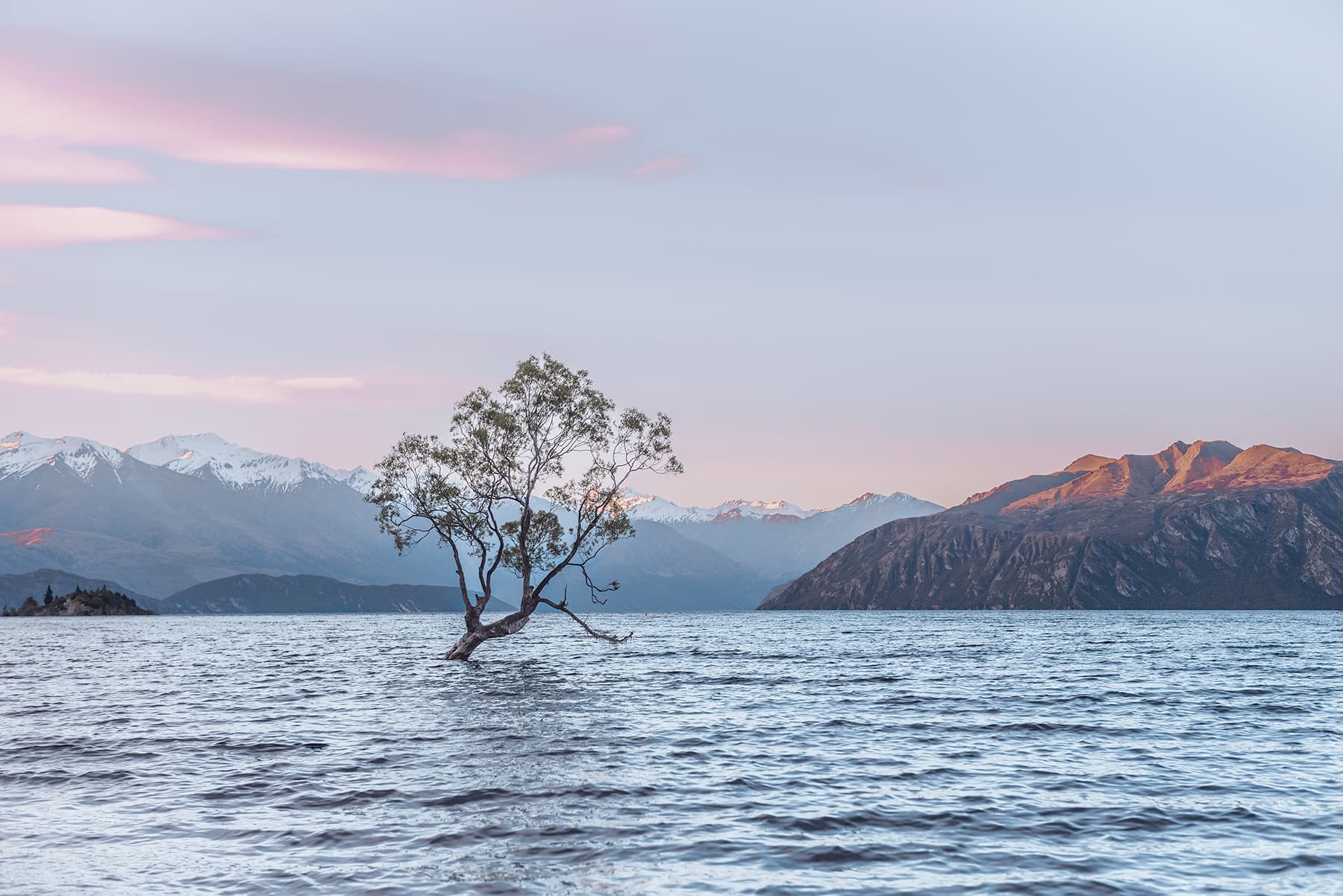 A lone tree standing in the middle of a lake. The sky is pink and purple from sunset and there are snowy mountains in the background. The Wanaka Tree, New Zealand South Island