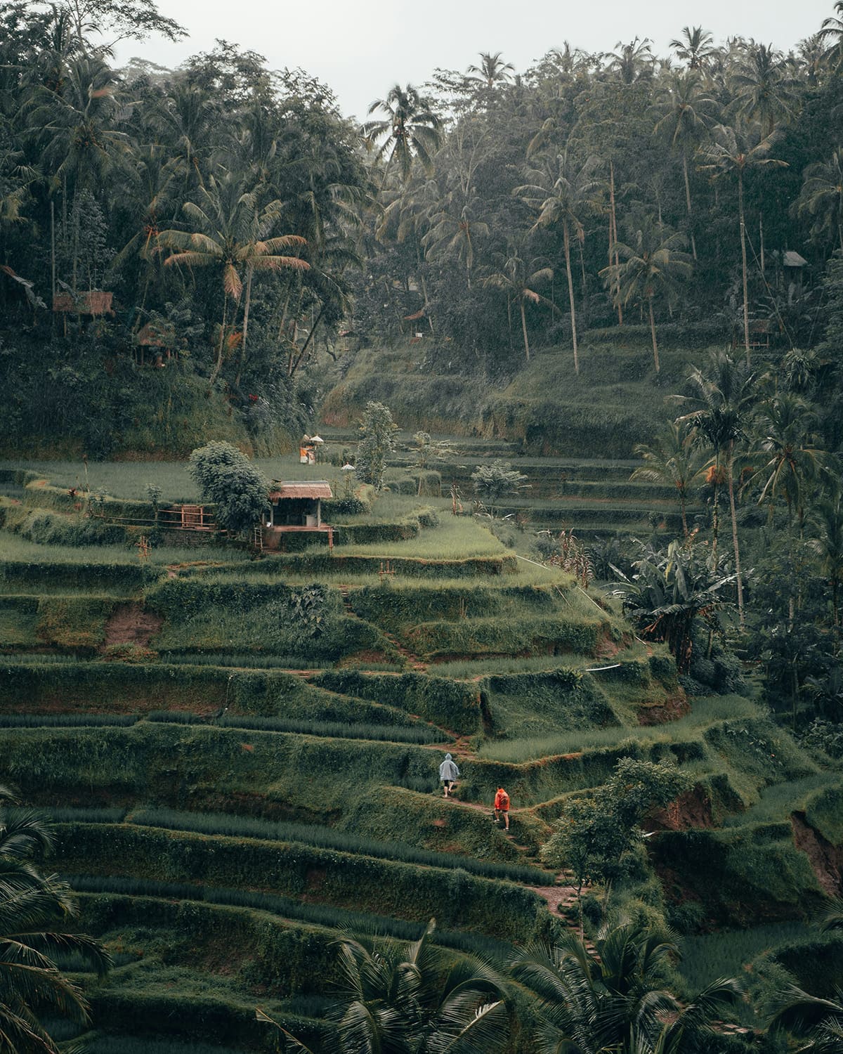 A layered landscape of lush, green rice terraces surrounded by tropical forest. Ubud.