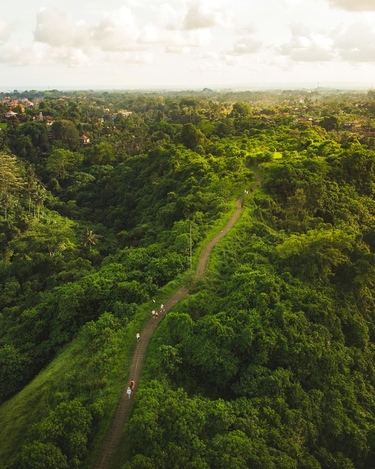 A birds eye view of a path with people walking along it cuts through lush greenery in a tropical landscape during sunset. the greenery is glowing under the sun.