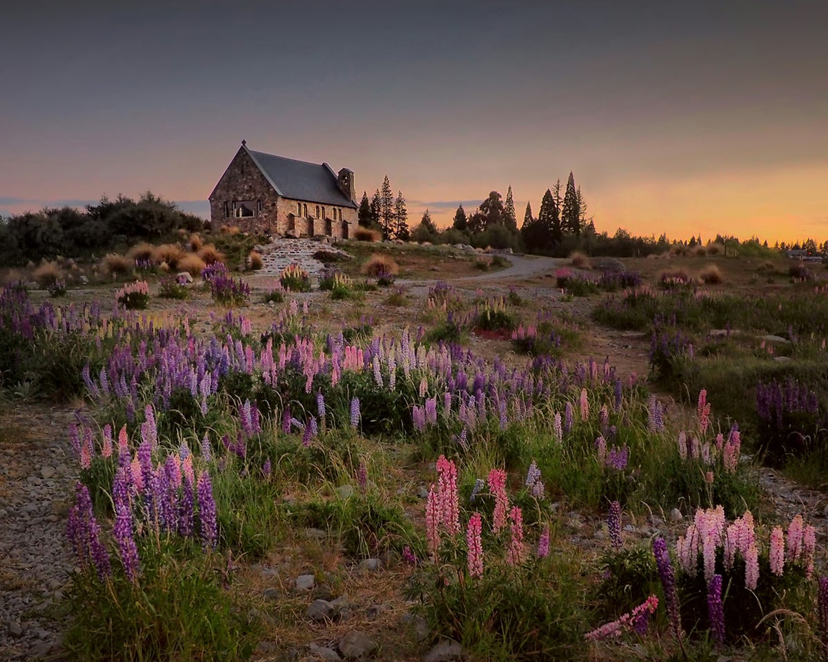 Lupins Lake Tekapo: When And Where You Can See Them