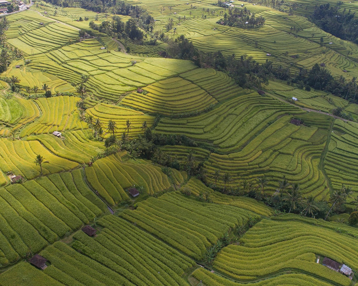 Forget the Beaches — Bali’s Rice Terraces Are Where the Magic Happens