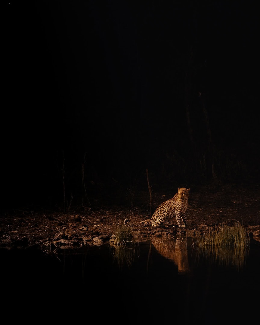 Leopard sitting at the edge of a waterhole at night illuminated by a spotlight. Its reflection is visible in the dark water.