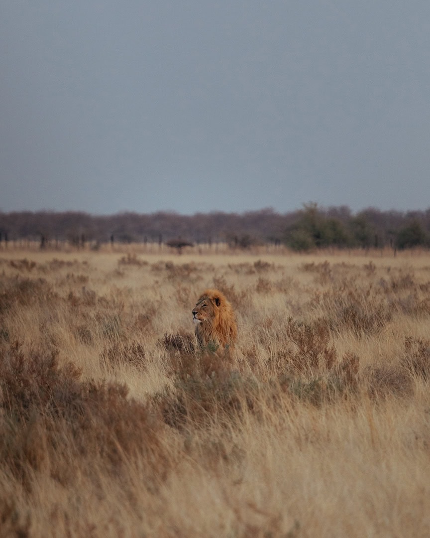 Male lion resting in tall dry grass in an open savanna. He looks off to the side with trees faintly visible in the background.
