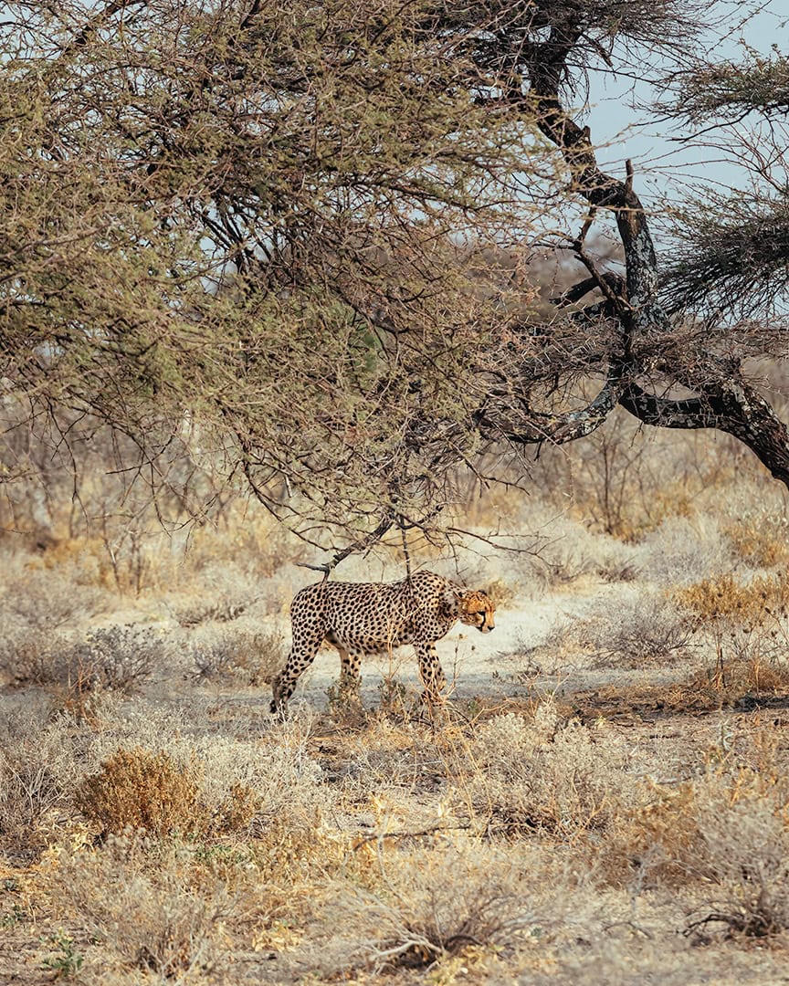 Cheetah walking beneath a tree in a dry grassy landscape. The animal moves through light brush under a pale blue sky.