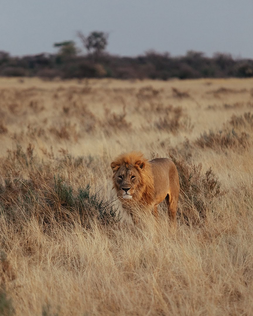 Namibia Travel Guide: What Every First‑Time Visitor Should Know