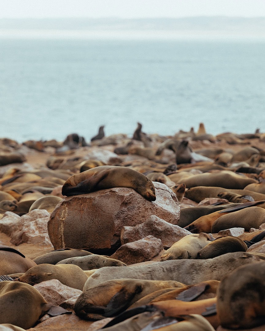 Large group of seals resting closely together on a rocky beach near the ocean. One seal lies on top of a rock while others sleep around it.