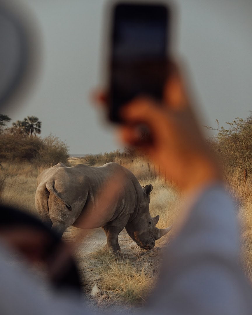 Rhinoceros standing on a dirt road in a dry grassy area while someone photographs it from a vehicle. The scene is warm and softly lit.
