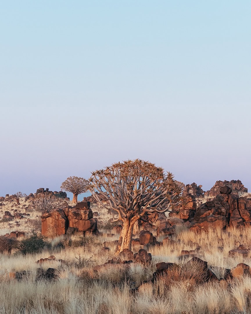 Quiver trees growing among rocks and dry grass in a desert landscape at sunset. The warm light highlights the textured bark and scattered boulders.