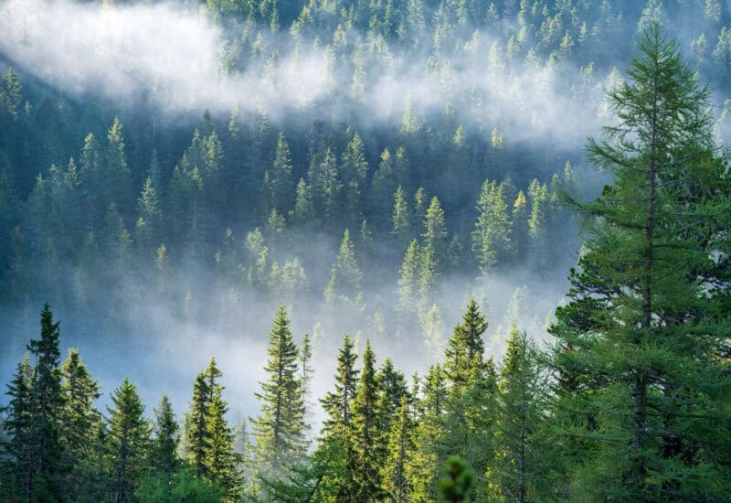 An image that shows Mist Rising From Valleys In Forest In Slovakia Tatra Mountains