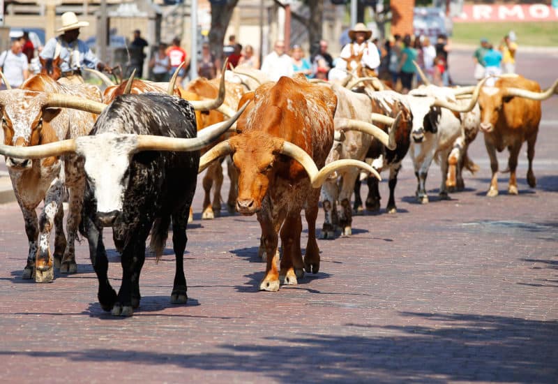 texas-longhorn