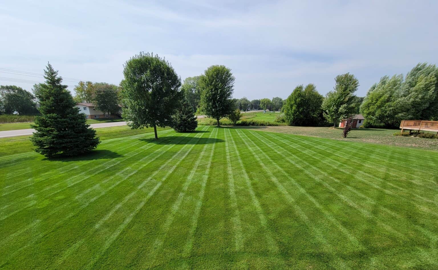 Lush green residential lawn with neatly mowed grass and mature trees, ideal for landscaping and outdoor leisure.
