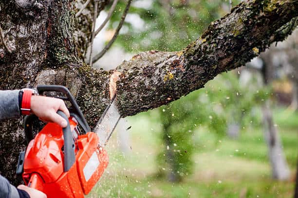 Powerful chainsaw cutting through thick tree branch for professional tree trimming and removal services.