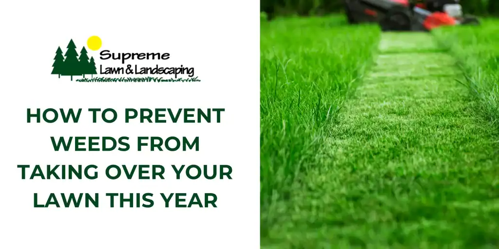 Lawn care weeds prevention tips for healthy, weed-free lawns from Supreme Lawn & Landscaping.