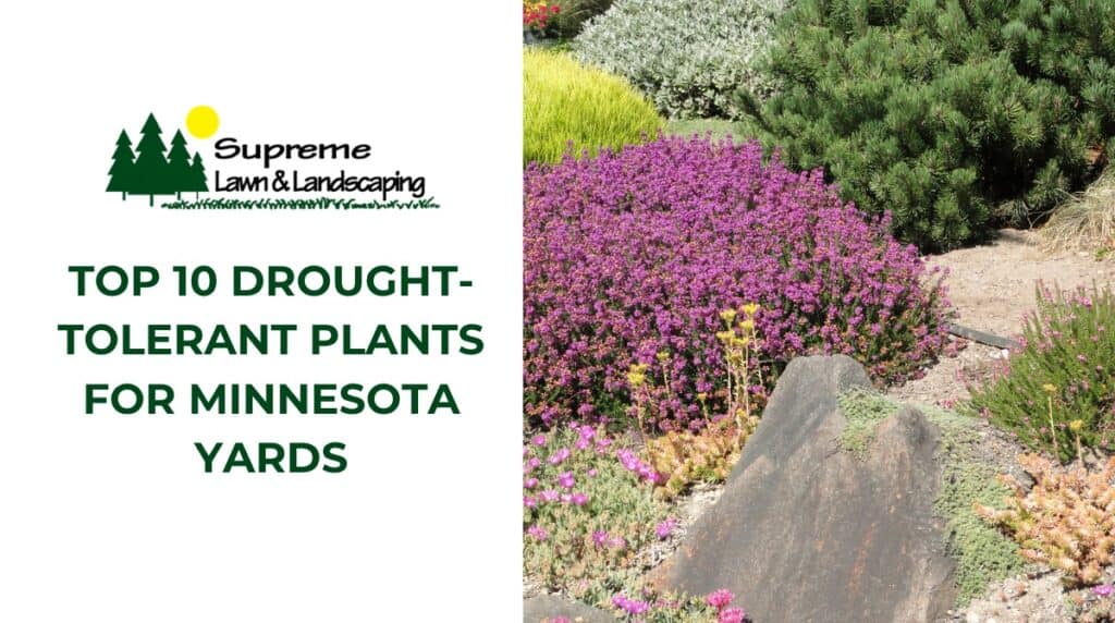 Lush drought-tolerant plants ideal for Minnesota yards, including succulents and native species.