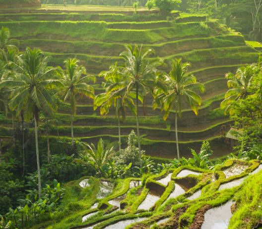 Why Bali Indonesia