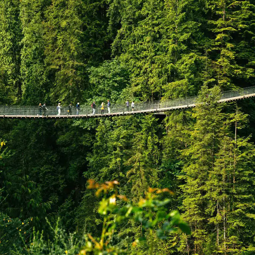 Wildlife encounter on private Grouse Mountain tour Vancouver