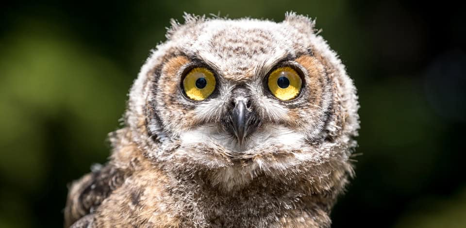 Young great horned owl in Stanley Park Vancouver