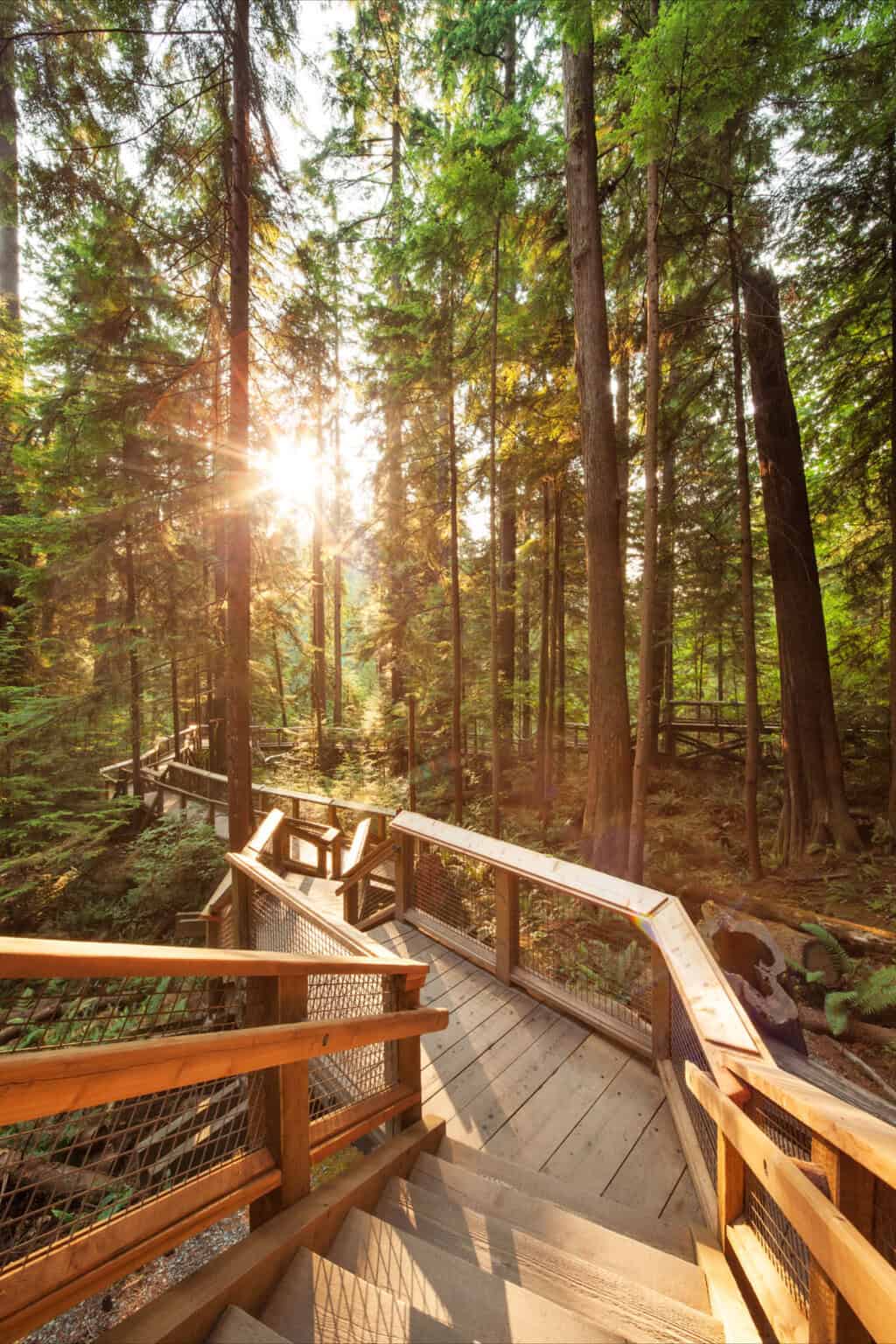 Capilano Cliffwalk — cruise tour Vancouver