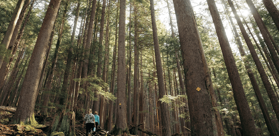 Grouse Mountain