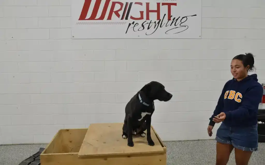 Dog training session at Wright ReStyling with a black Labrador and trainer.