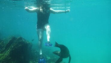 800_snorkel_sealion