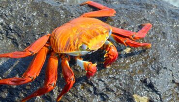 galapagos-crab-5